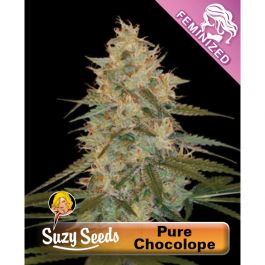 pure_chocolope_1.jpg