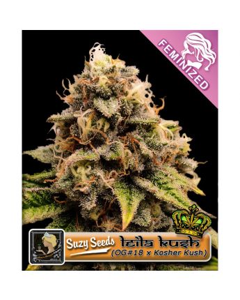 Leila Kush