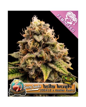 Leila Kush