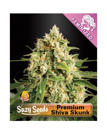 Premium Shiva Skunk
