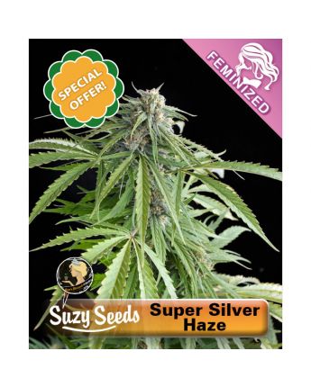 Super Silver Haze