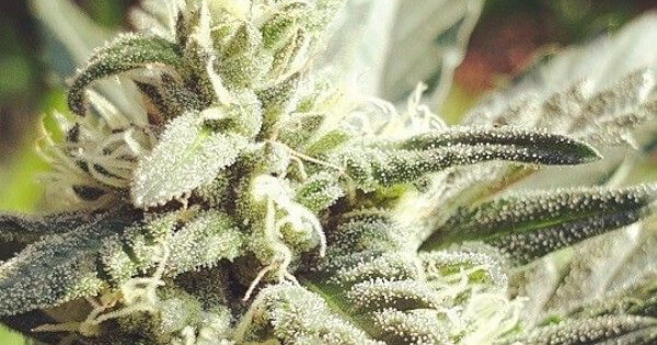 Strain marijuana best preferred climate and growing conditions for outdoor germinating