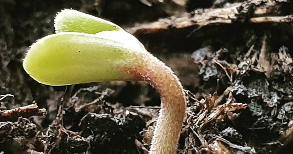 Hanfsamen Keimen Lassen - Methoden & Anleitung - SuzySeeds