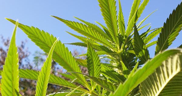 High Yield Cannabis Seeds 