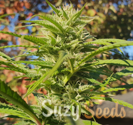 The sun grown cannabis season is upon us and we help you get started