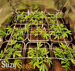 Bestes Wachstumsmedium? Cannabis-Anbau in Erde, Kokos oder Hydro