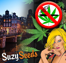 Amsterdam verbietet ab Mai das Rauchen von Cannabis im Rotlichtviertel