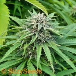 Wie man Autoflowering-Cannabis anbaut