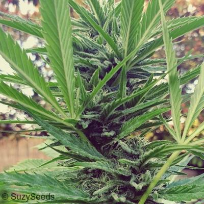 What is Critical and why you should consider growing it