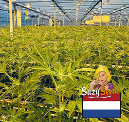 Das niederländische Cannabis-Experiment: Europas legaler Markt