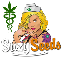 Pourquoi les patients néerlandais utilisant du cannabis médical préfèrent l’autoculture à la pharmacie