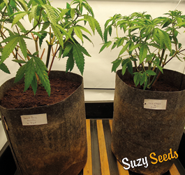 Cultiver différentes variétés de cannabis dans une même pièce