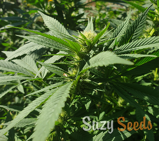 Flowering Stage Cannabis 