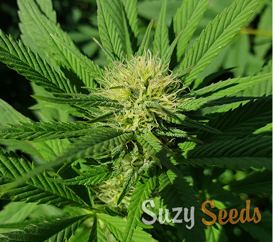 Was sind feminisierte Cannabis Samen? 