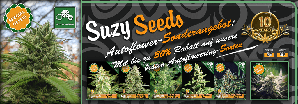 Suzy Seeds Sonderangebote 