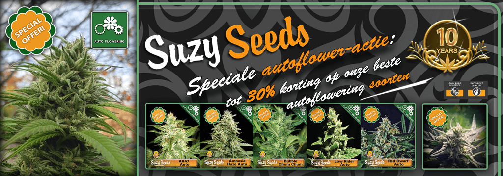 Suzy Seeds Acties