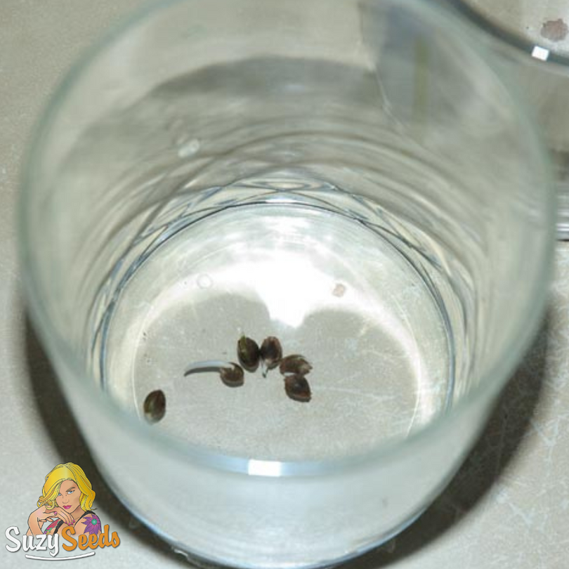 Cannabis Samen keimen in Tasse Wasser