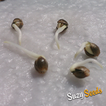 Germination cannabis seeds between wet tissue