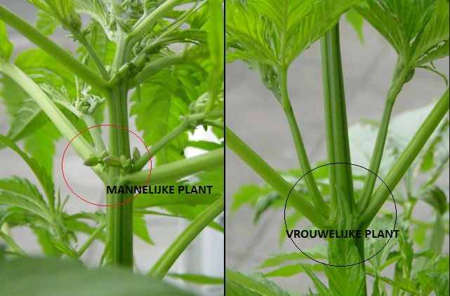 male female cannabis plant