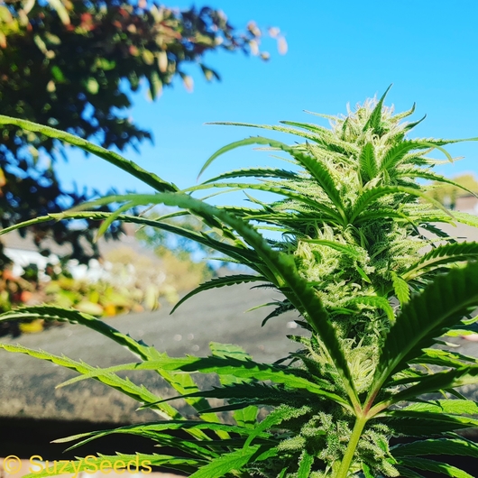 Bubble Gum Autoflowering Seeds