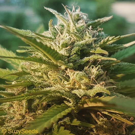 Yellow Lemon Haze Feminisierte Hanfsamen 