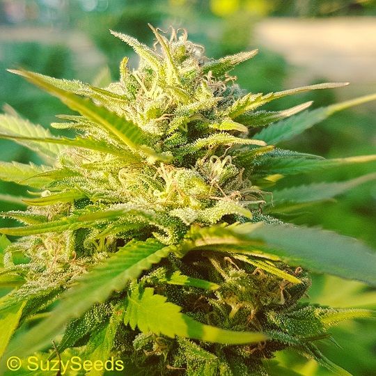 Ende Der Blutephase Hanfsamen Cannabis Anbau Suzyseeds Com