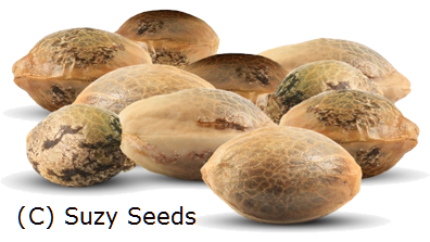 Cannabis Seeds 
